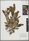 Foto von Salix appendiculata Vill. x Salix eleagnos Scop.